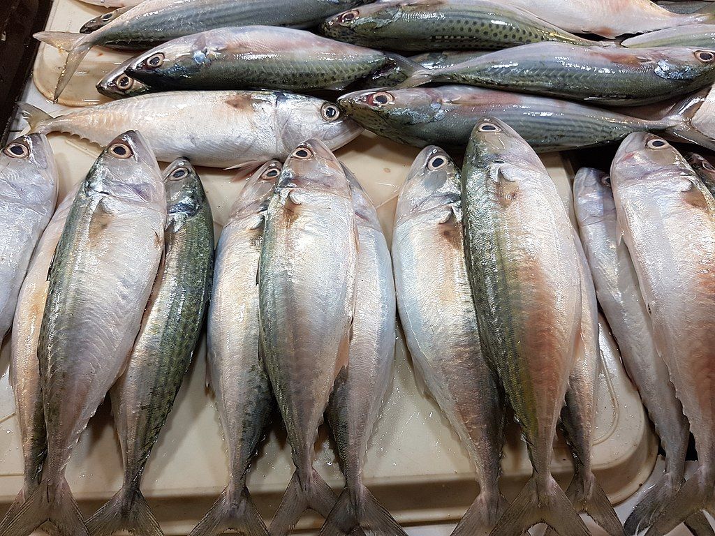 Ini Dia Ikan Laut yang Aman dan Sehat untuk Dimakan